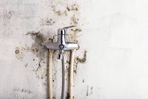 Best Residential Mold Remediation in Belmont Estates, VA