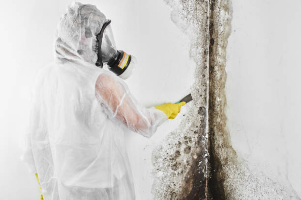 Best Post-Flood Mold Remediation in Belmont Estates, VA