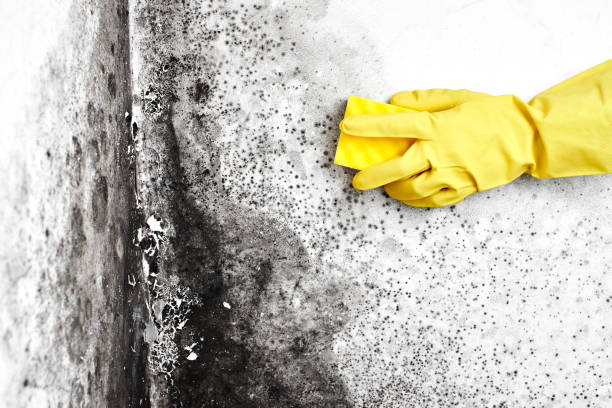 Best Bathroom Mold Remediation in Belmont Estates, VA