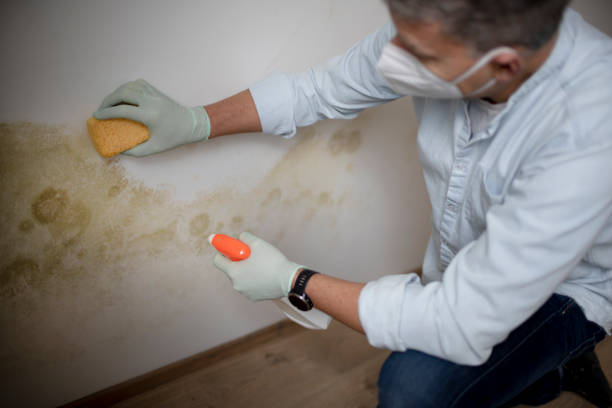 Trusted Belmont Estates, VA Mold Remediation Experts