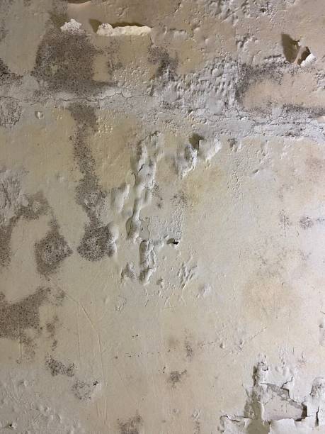Best Attic Mold Remediation in Belmont Estates, VA