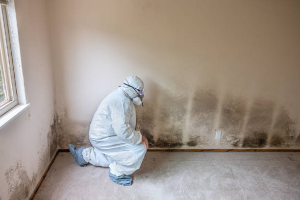 Best Mold Testing and Inspection Services in Belmont Estates, VA