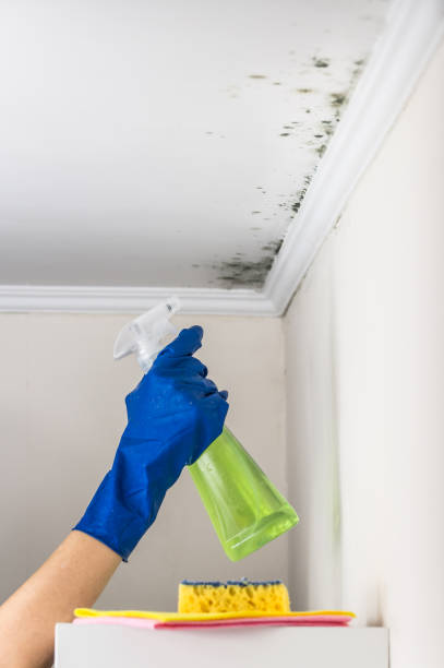 Best DIY Mold Remediation Support Services in Belmont Estates, VA