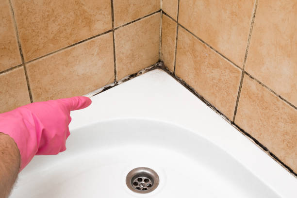Best Commercial Mold Remediation in Belmont Estates, VA
